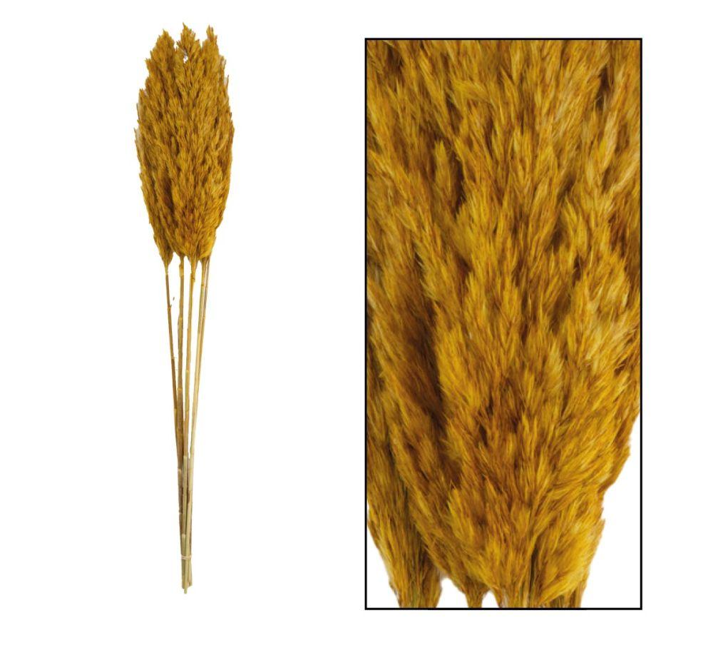 Pampaspluimen - Oker geel - 6 stuks - ca. 70 centimeter