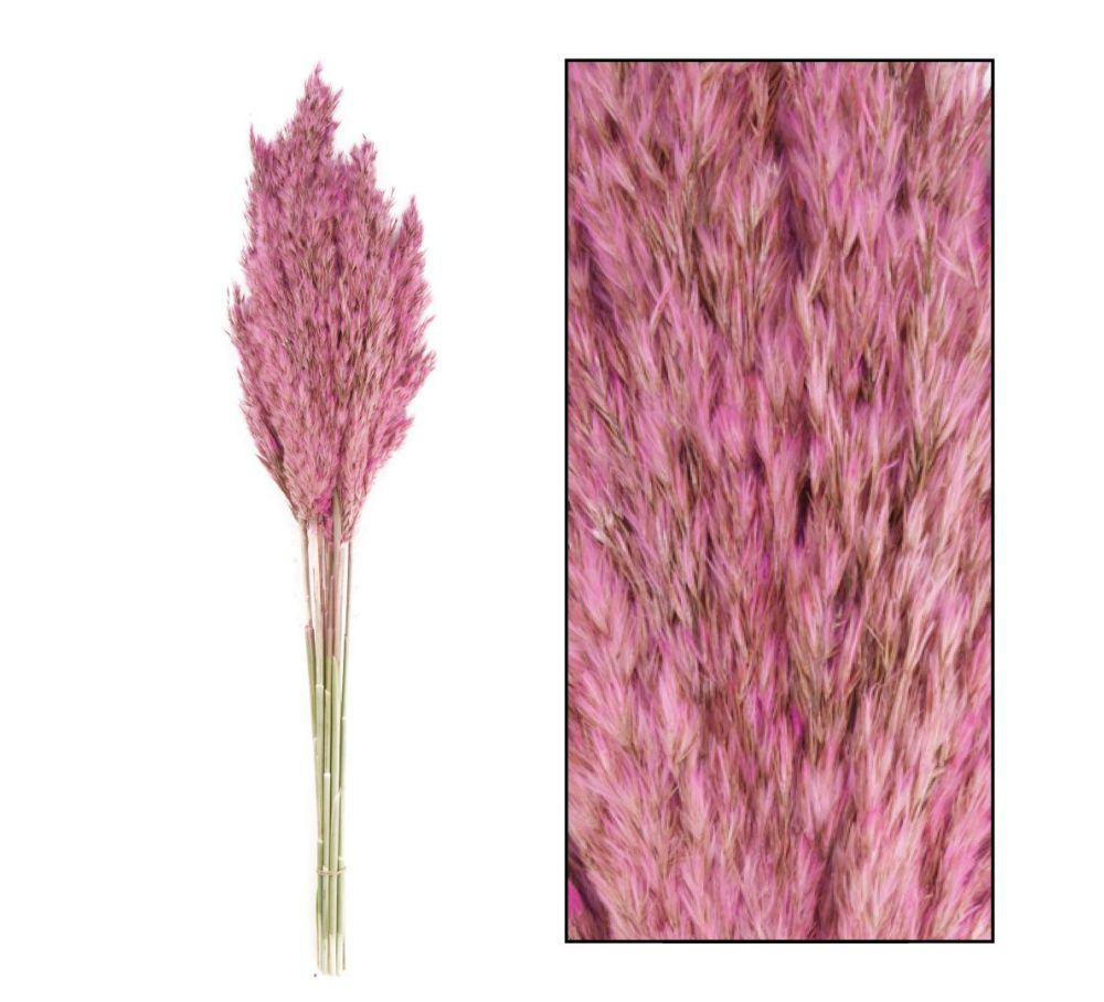 Pampas pluim - Roze - 6 stuks - ca. 70 centimeter