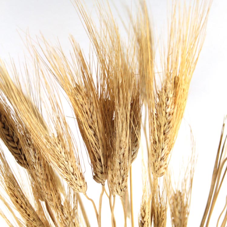 Gedroogde Tarwe | Gebleekt | 50 cm - Afbeelding 2