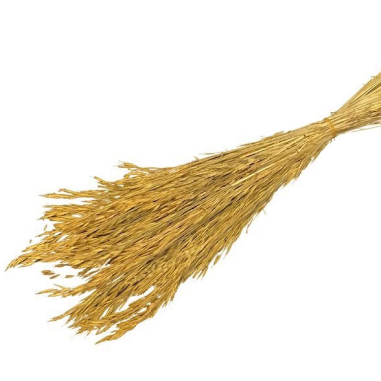 Gedroogd Bromus macrostachys - Geel