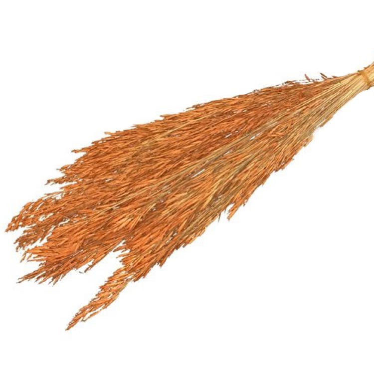 Gedroogd Bromus macrostachys - Oranje