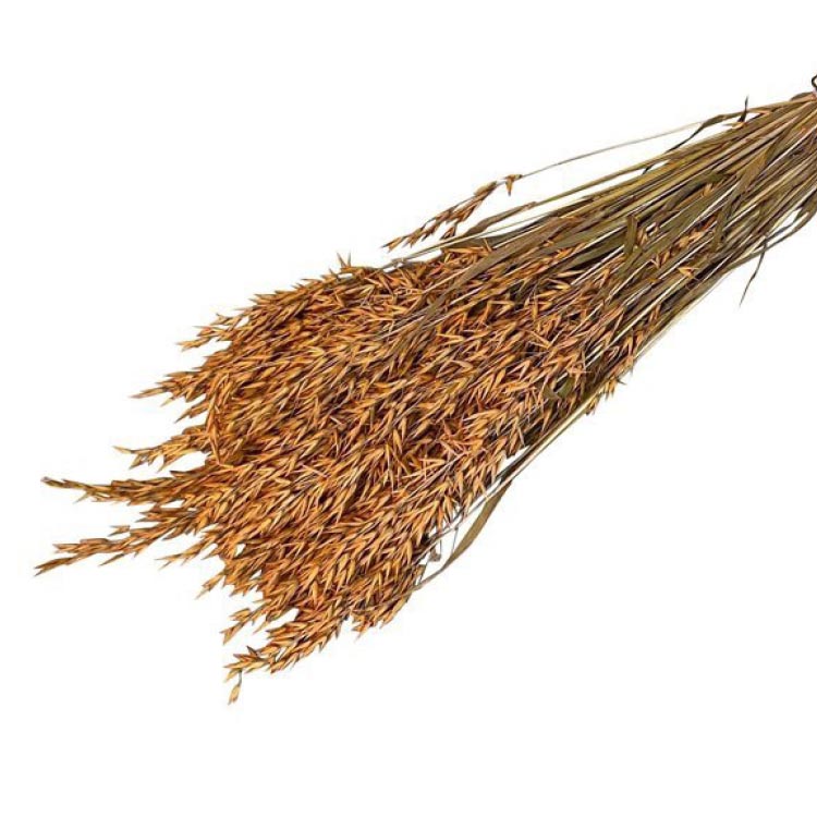 Gedroogd Haver - Oranje