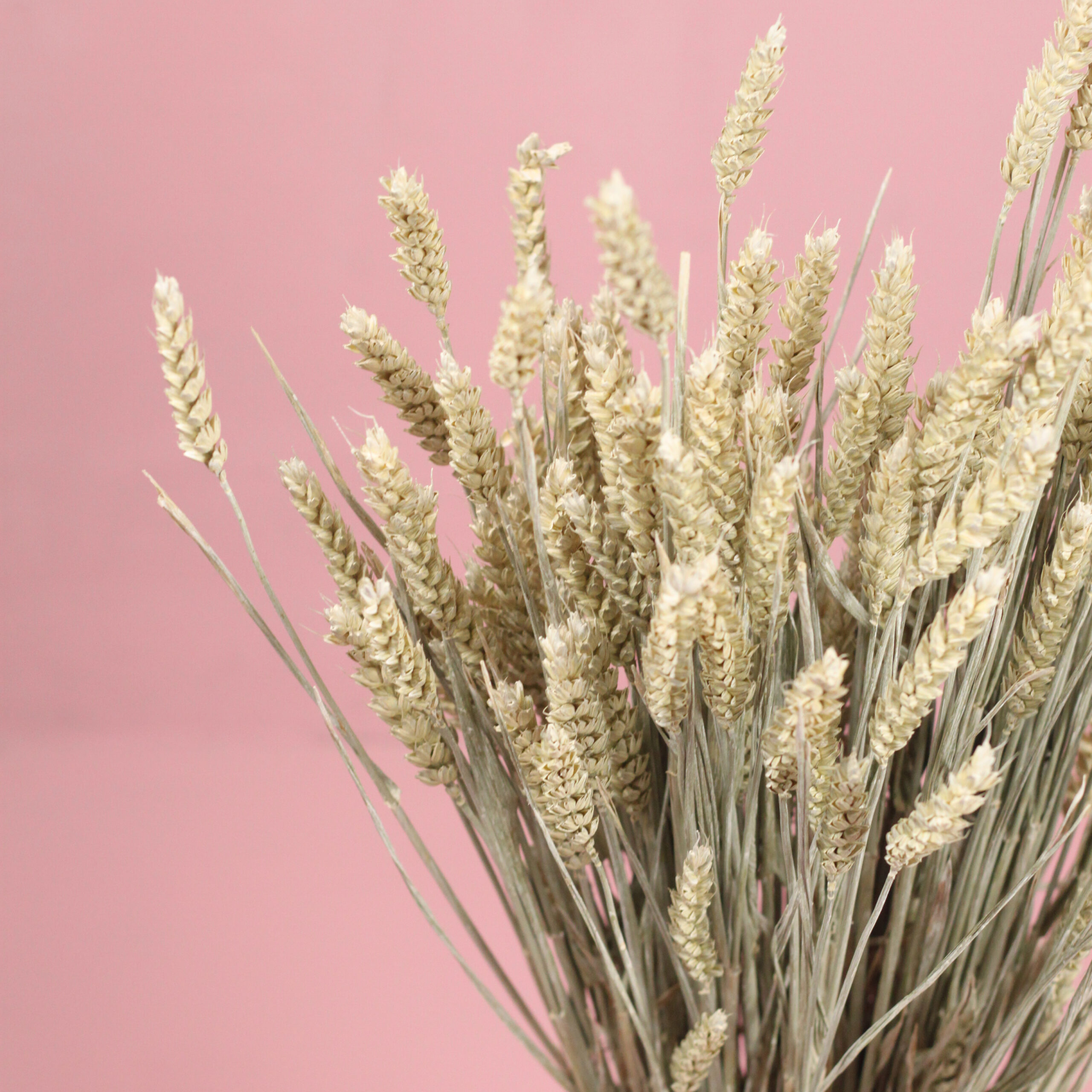 Gedroogd Tarwe - Naturel - Afbeelding 2