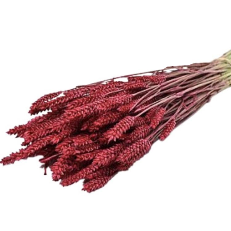 Gedroogd Tarwe - Rood