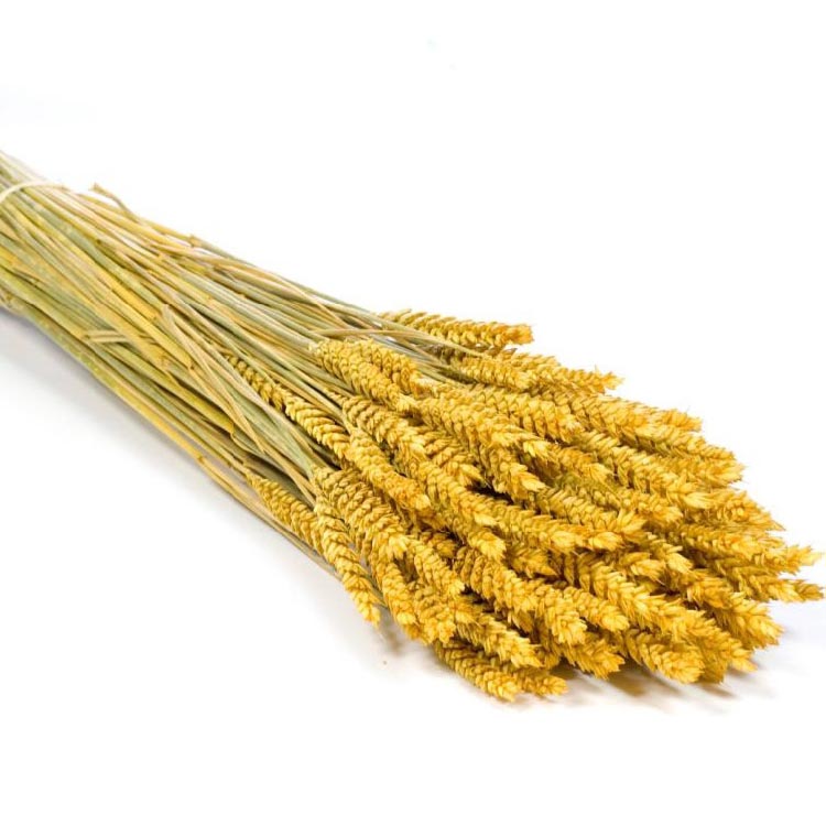 Gedroogde Tarwe - Geel
