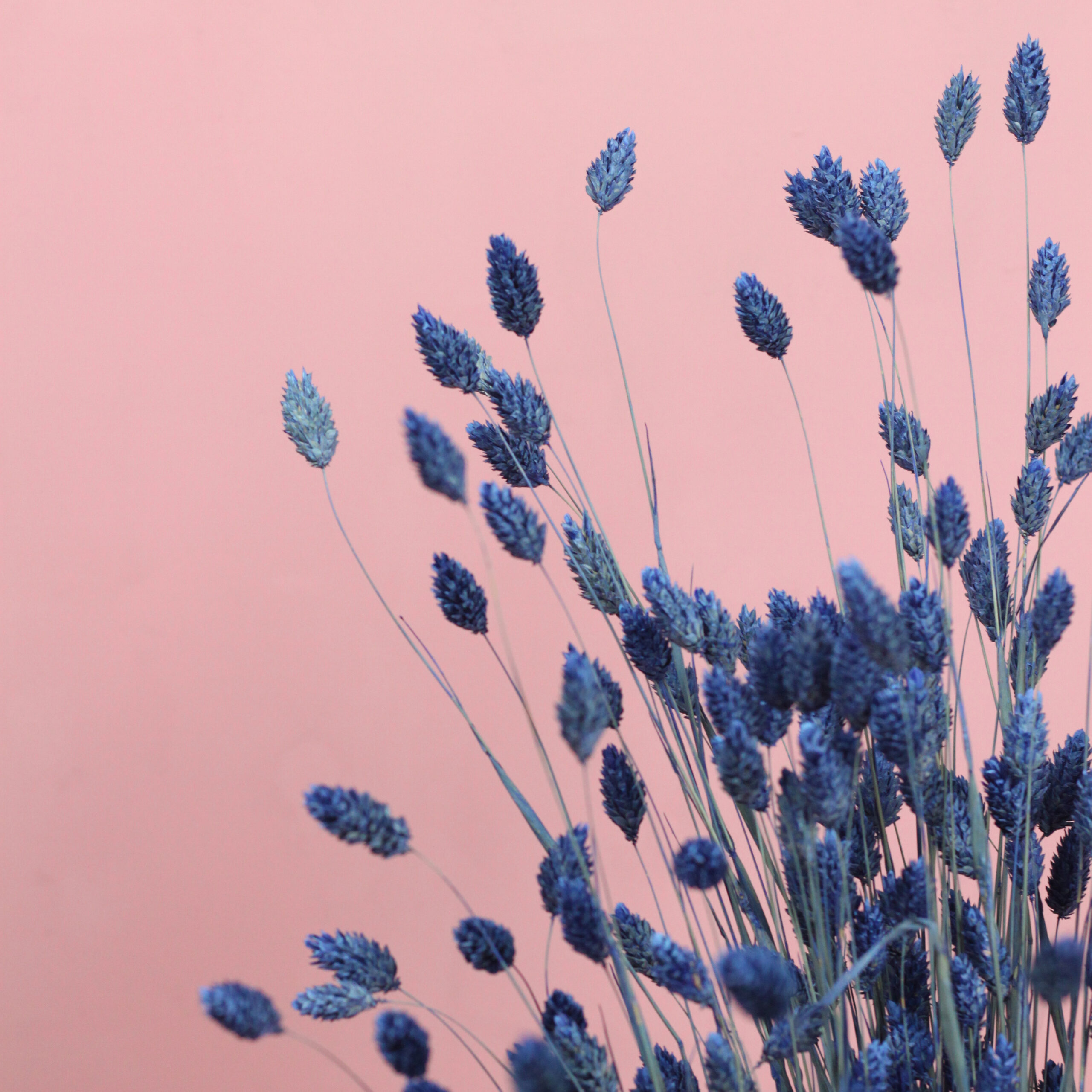 Gedroogd Phalaris - Blauw - Afbeelding 2