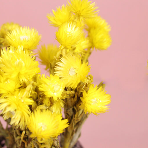 Kaapse Bloemen - Geel - Afbeelding 2