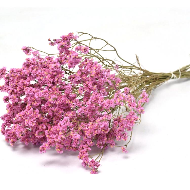 Limonium - Roze