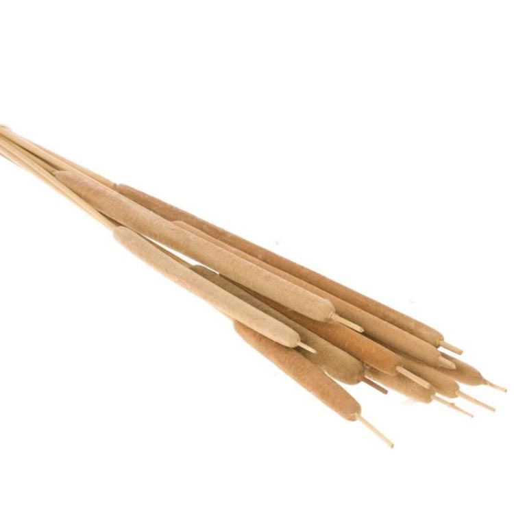 Typha/Lisdodde - Naturel Beige