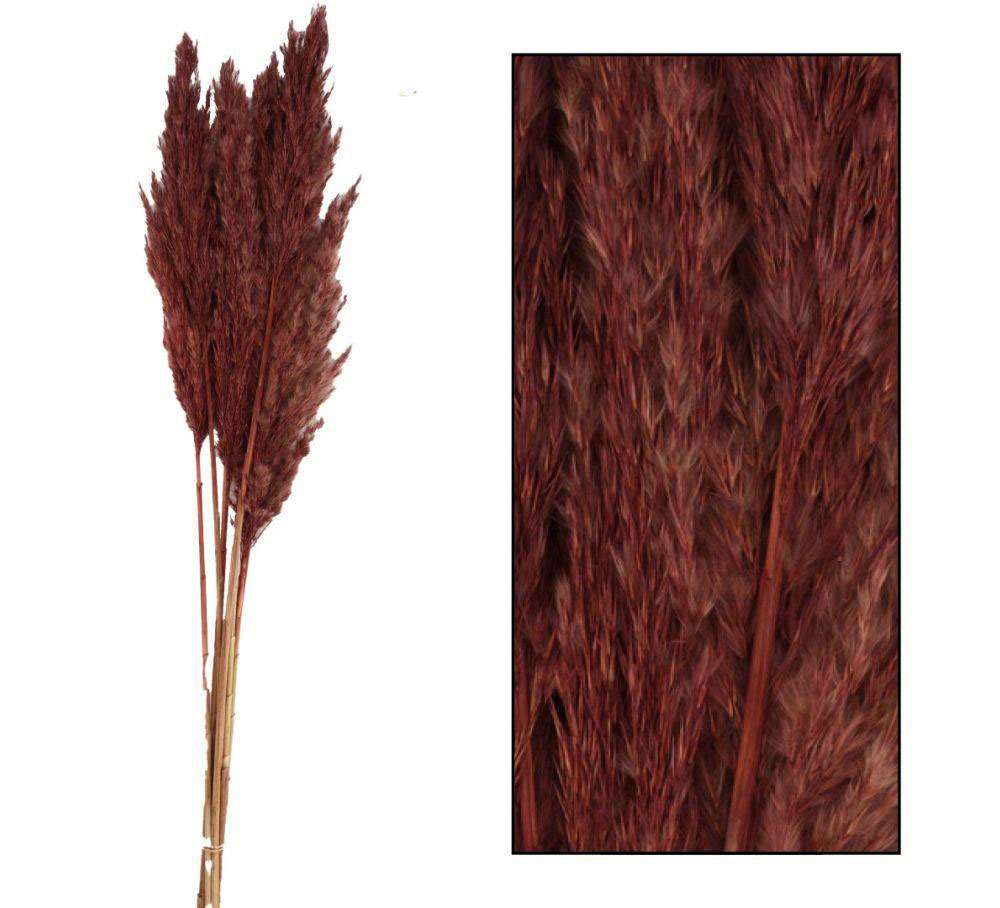 Pampas pluim - Burgundy - ca. 70cm - 6 stuks