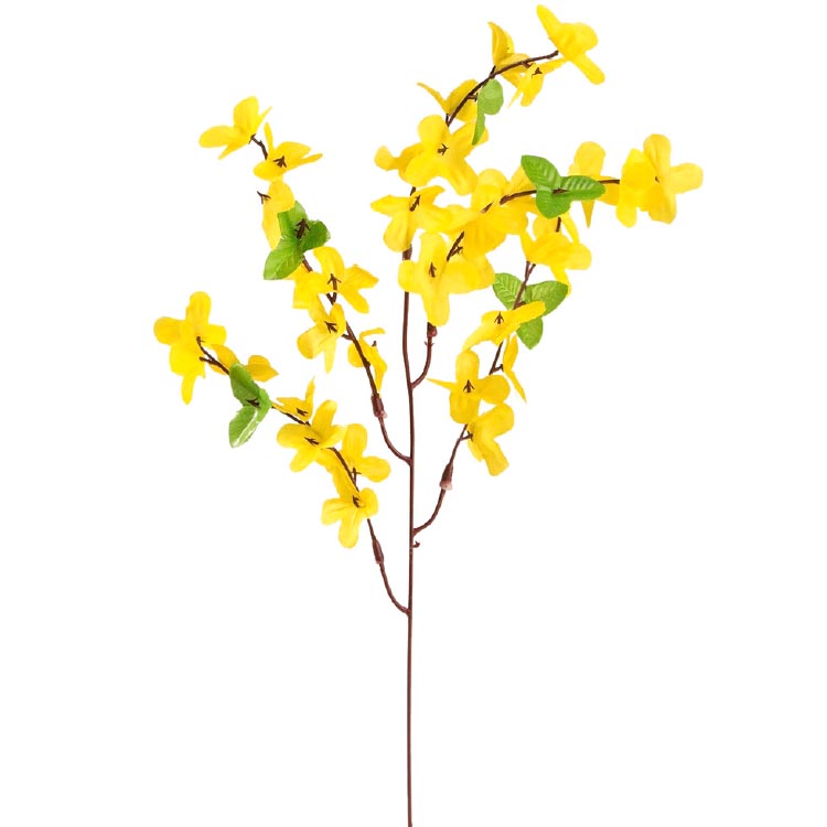 forsythia geel