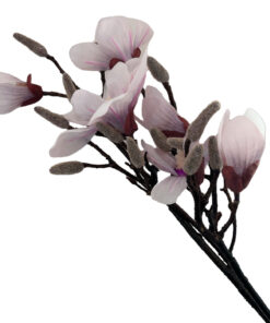 Magnolia-Roze