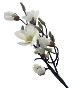 Magnolia-Wit