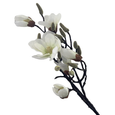 Magnolia-Wit