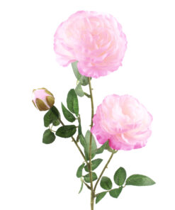 pioenroos roze