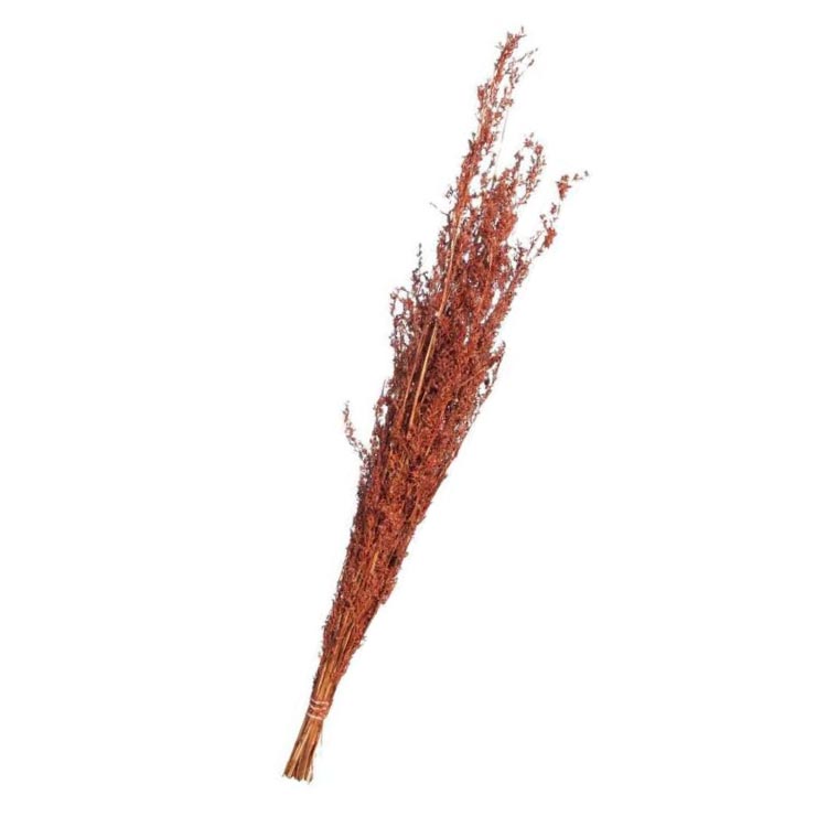 alfonso lichtrood bruin