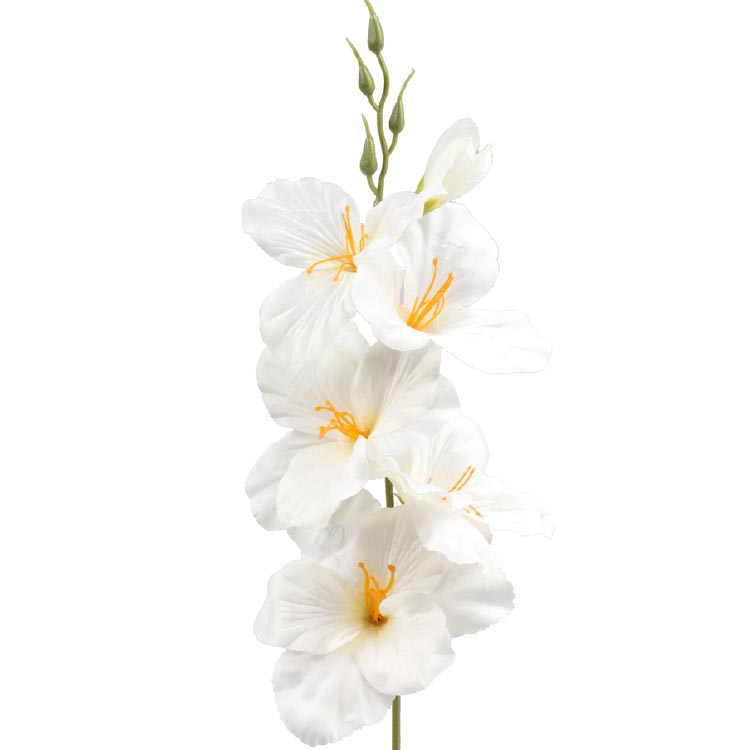 Gladiool Wit 54cm