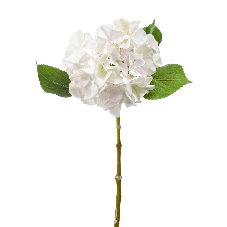 Hydrenga/Hortensia - Wit