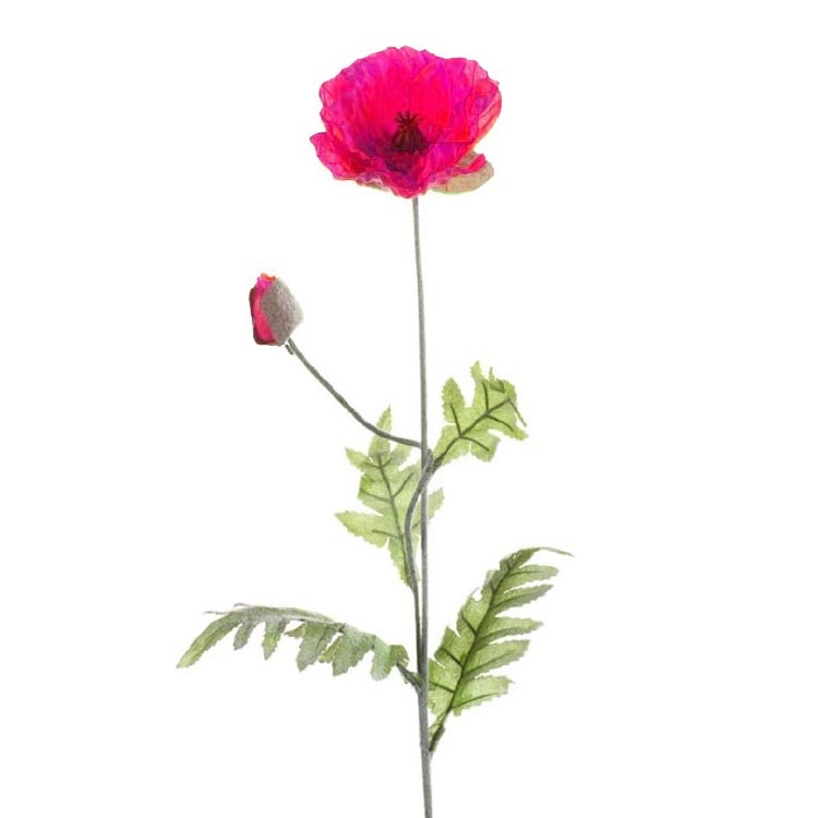 Poppy/papaver/klaproos - fuchsia - 70cm