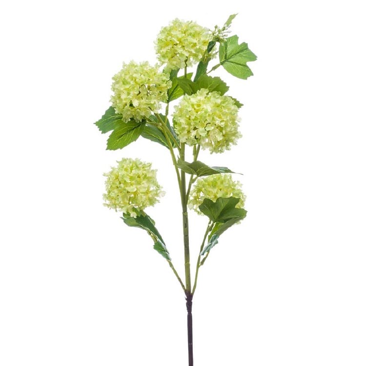 Viburnum/Sneeuwbal - lichtgroen - 75cm