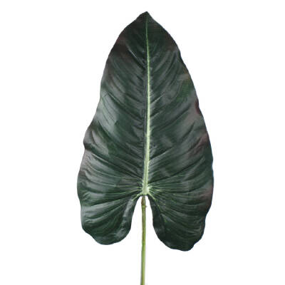 Anthurium blad - 67cm