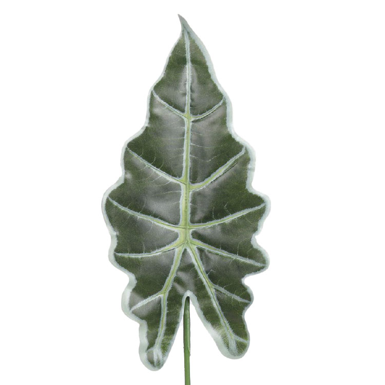 Alocasia blad / Olifantoor- 56cm