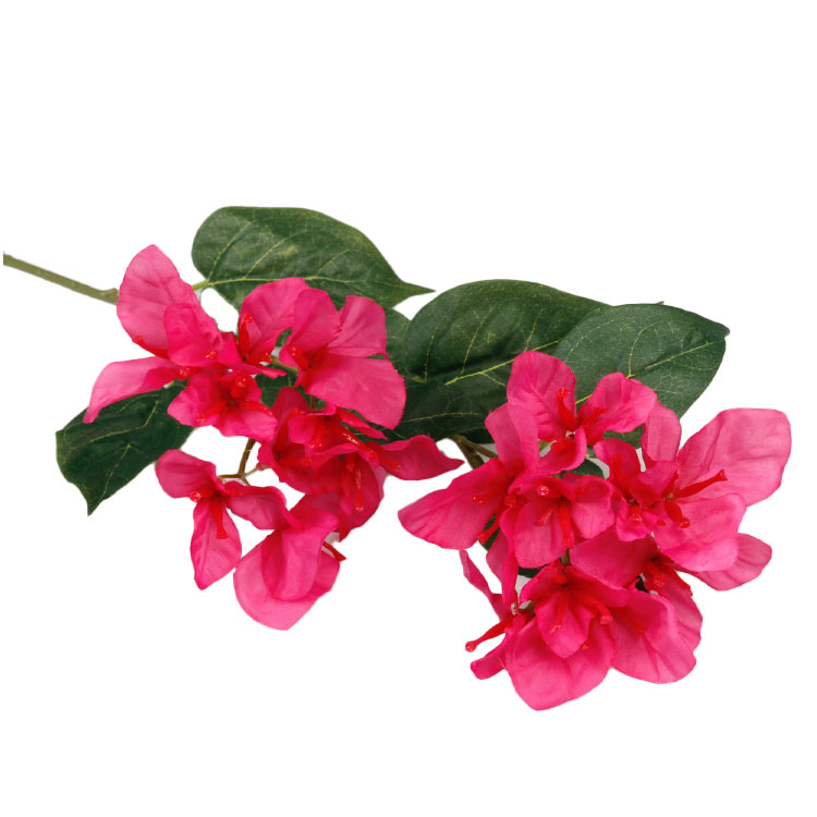 Bougainvillea fuchsia 74cm