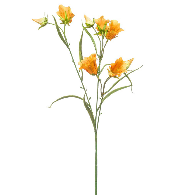 Campanula/klokjesbloem - Donkergeel/oranje