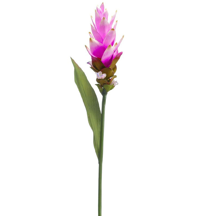 Curcuma - paars - 80cm
