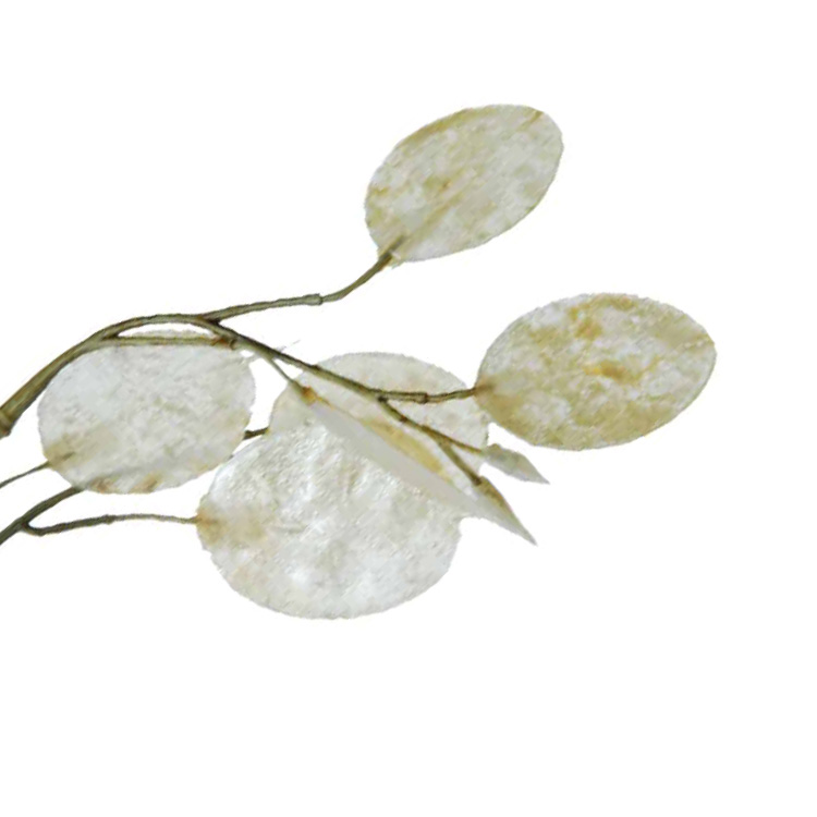 Lunaria/Judaspenning, Crème, 105cm - Afbeelding 2