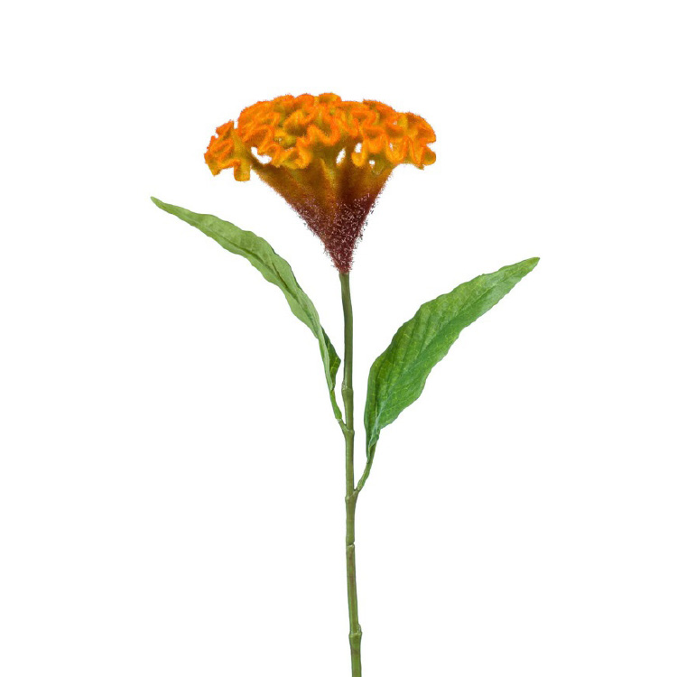 Celosia/Hanenkam - Oranje - 62cm