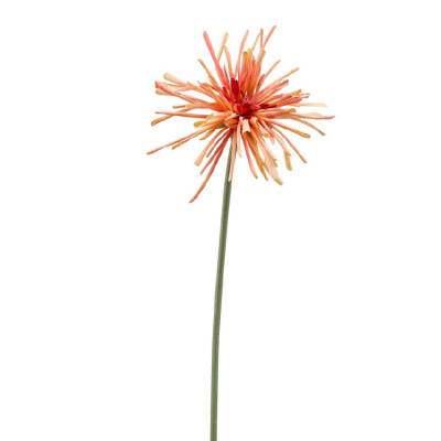 Gerbera spin, Oranje, 60cm