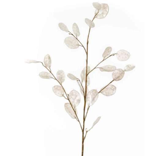 Lunaria/Judaspenning, Crème, 105cm