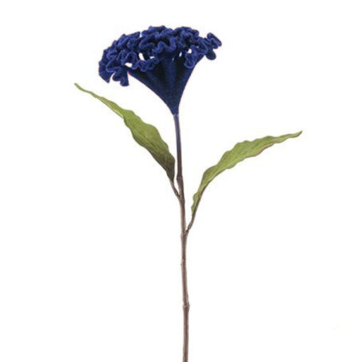 Celosia/Hanenkam - Donkerblauw - 62cm