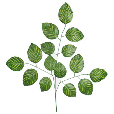 Calathea blad / Pauwenplant blad- 72cm