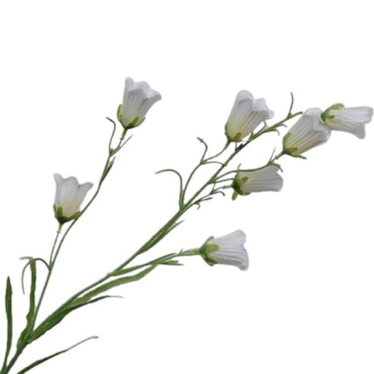 Campanula/Klokjesbloem - 65cm