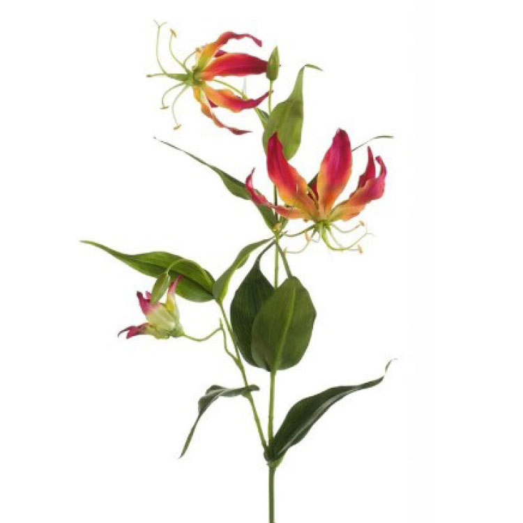 Gloriosa Beauty/Yellow 75cm