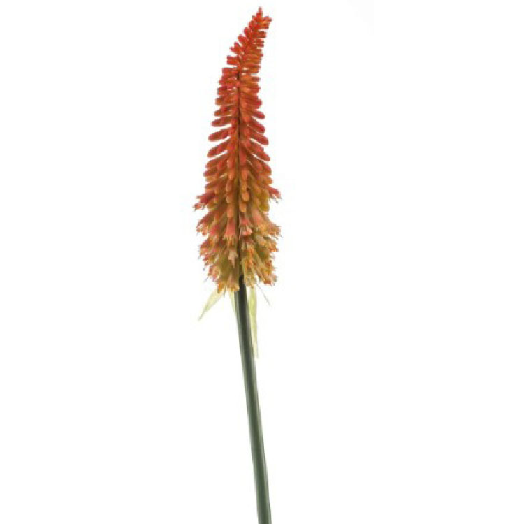 Kniphofia Rood/Oranje - 85cm