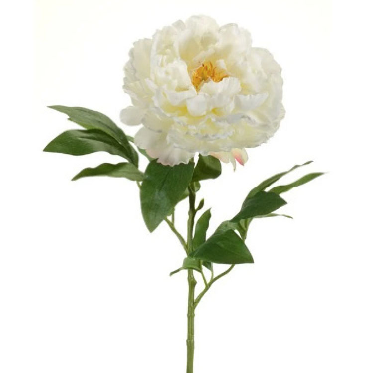 Peony - Pioenroos - Wit - 65cm