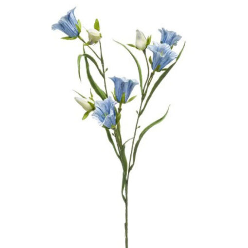 Campanula/Klokjesbloem - Blauw - 65cm