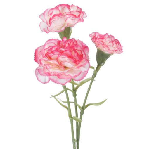 Carnation (Tuinanjer) Roze - 60cm