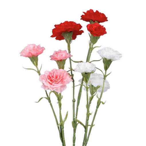 Carnation (Tuinanjer) Rood - 60cm