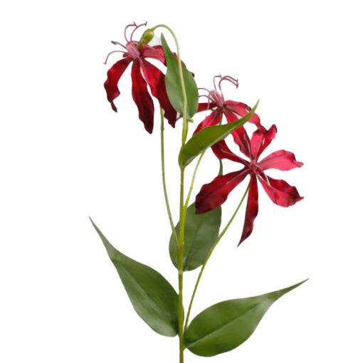 Gloriosa Bordeaux Rood 80cm