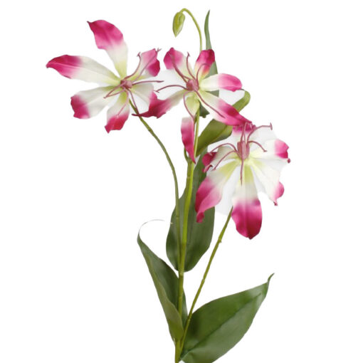 Gloriosa Fuchsia - 80 cm