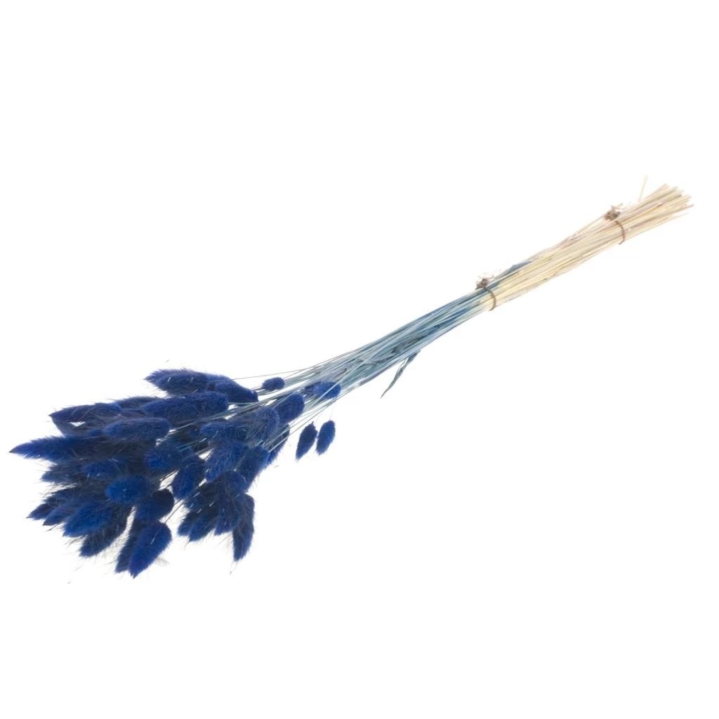 Lagurus - Donkerblauw