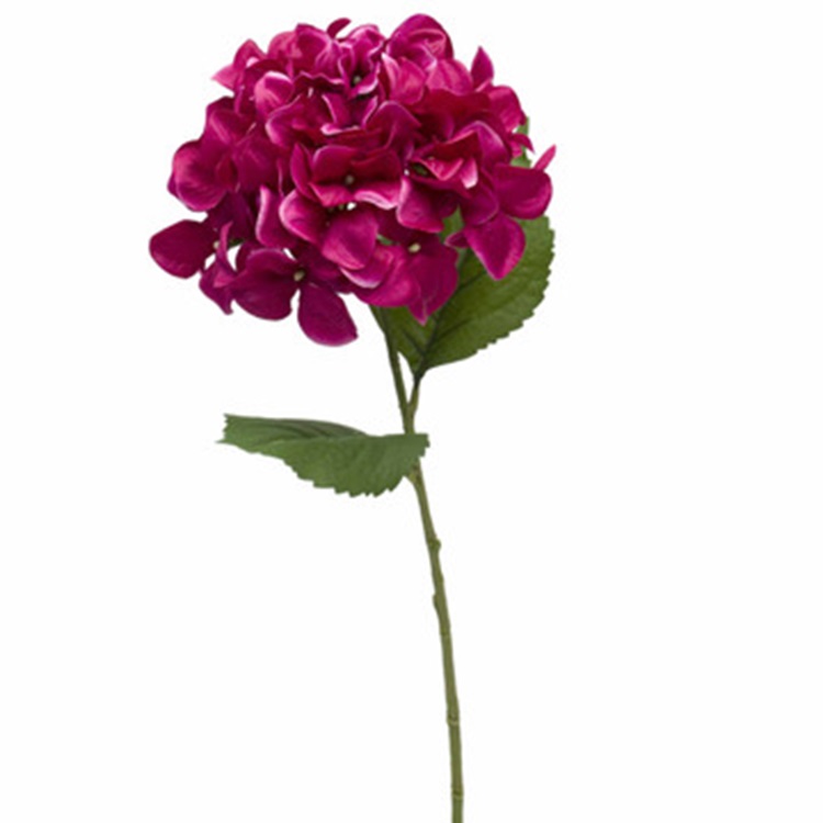 Hortensia Fuchsia - 75cm