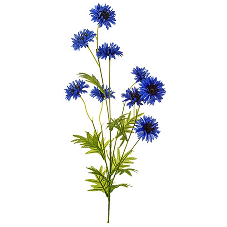 Korenbloem donkerblauw 80cm