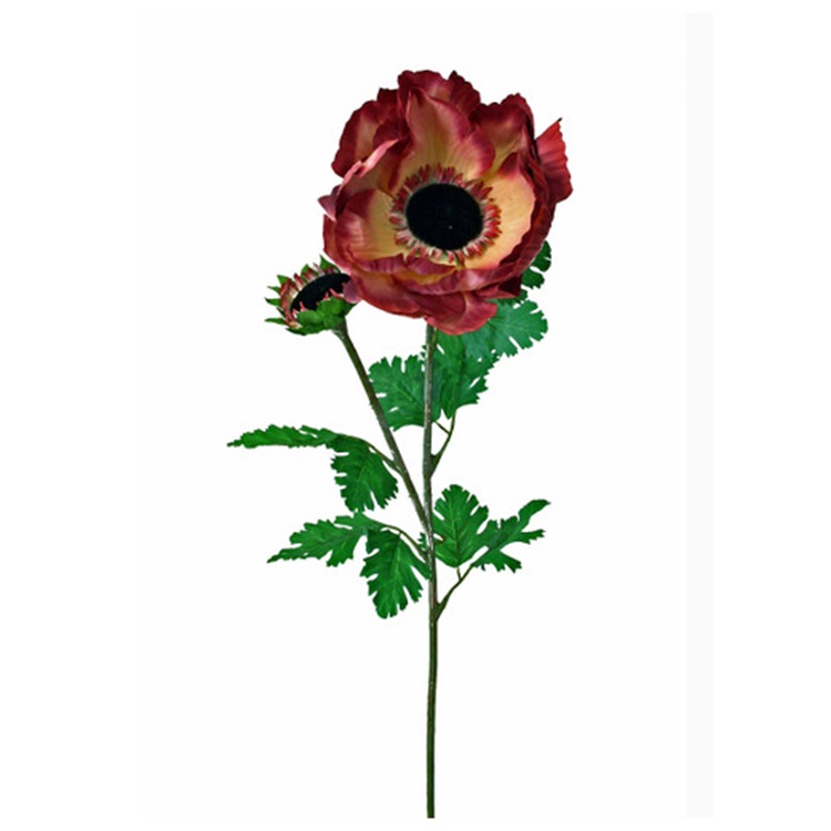 Papaver Burgundy XL 105cm