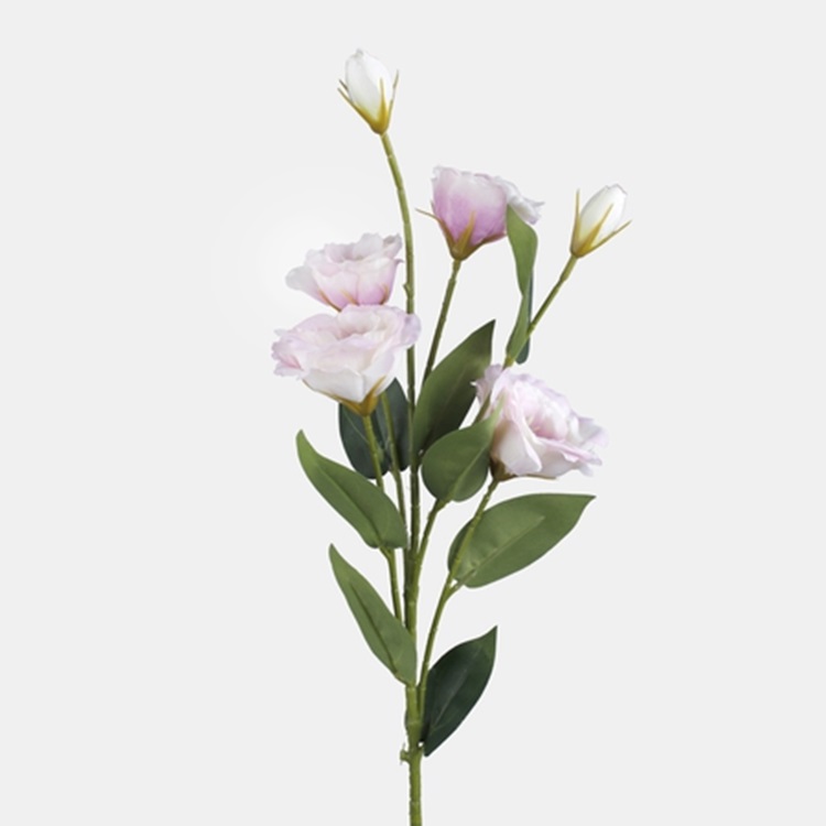 Lisianthus Lichtroze