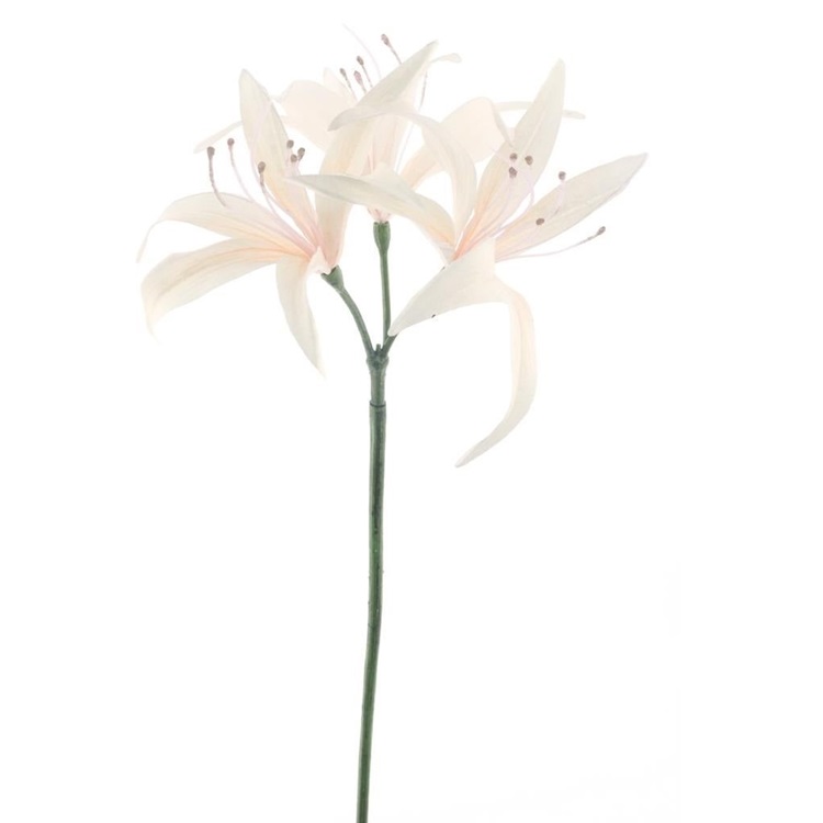 hoya-lily-spray-cream-79cm
